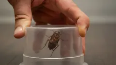 Verwijder insecten in huis zonder chemicaliën: 5 effectieve natuurlijke middelen die werken